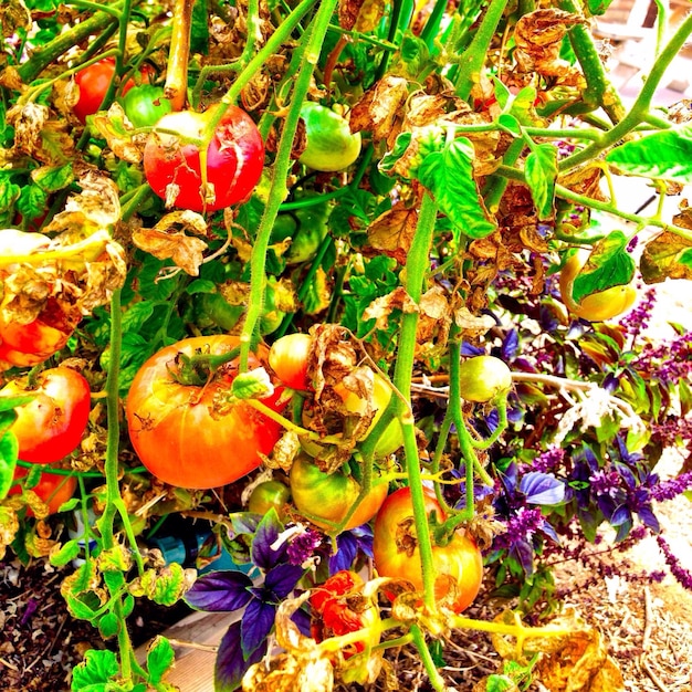 Sustainable Living: Composting Guide – Turn Food Waste into Soil