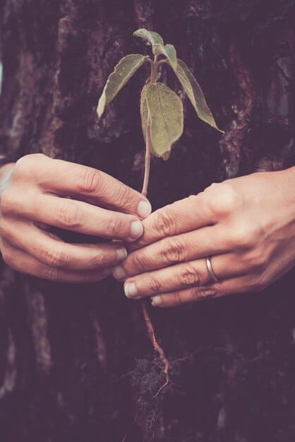 A close-up of hands planting a sapling in fertile soil, symbolizing growth and environmental stewardship. The image is vibrant and hopeful, highlighting the connection between investment and positive environmental impact.