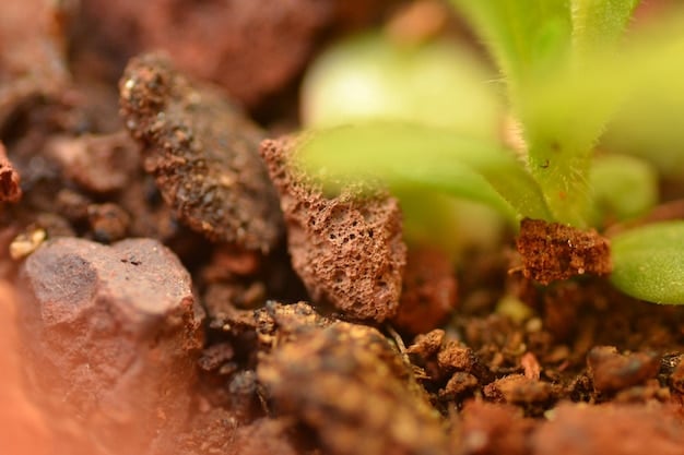 A close-up shot of healthy soil with visible earthworms and plant roots, illustrating the benefits of soil health practices in climate-smart agriculture. Different layers of soil are visible, showing the diversity of organic matter and microbial activity.