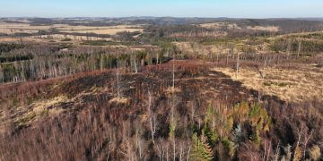 How Deforestation Impacts 2025 US Timber Prices: A Forecast - Cover Image