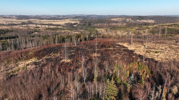 How Deforestation Impacts 2025 US Timber Prices: A Forecast