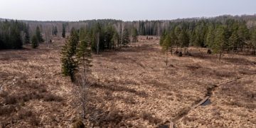 Deforestation & Water Quality in US: The Hidden Connection - Cover Image