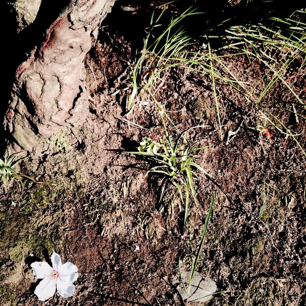 A close-up shot of eroded soil in a deforested area, showcasing the loss of fertile topsoil. Plant roots are exposed, indicating the destabilization of the land.