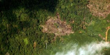 New EPA Report: Deforestation Fuels Rising US Wildfire Risk - Cover Image