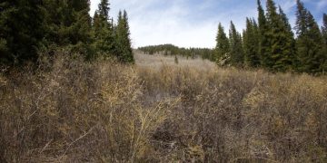 Deforestation & Invasive Species: Threat to US Ecosystems - Cover Image