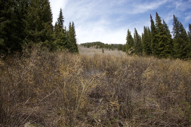 Deforestation & Invasive Species: Threat to US Ecosystems