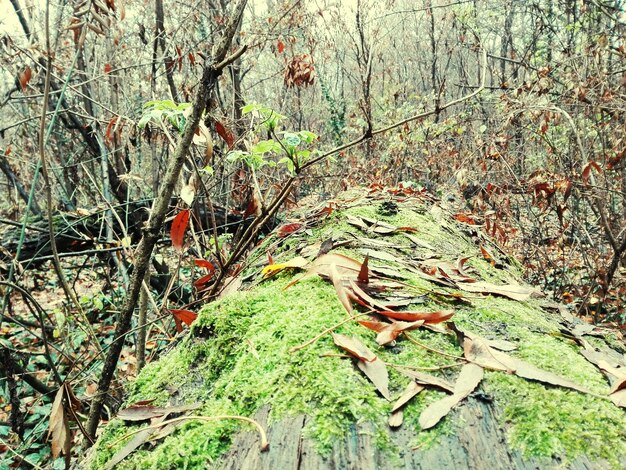 A forest severely damaged by the Emerald Ash Borer, showing numerous dead ash trees and sparse undergrowth. The image highlights the destructive impact of the invasive beetle on the forest ecosystem.