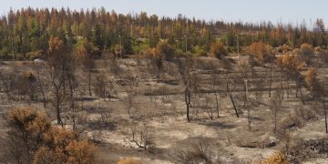 Deforestation & Soil Erosion: A Farmer's Guide to US Land Health - Cover Image