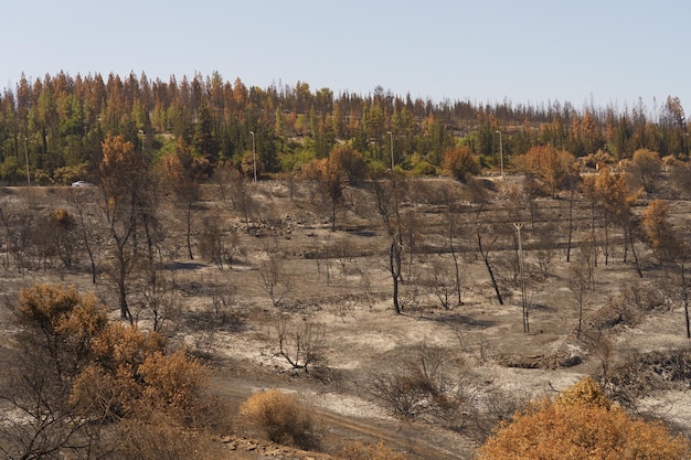Deforestation & Soil Erosion: A Farmer’s Guide to US Land Health