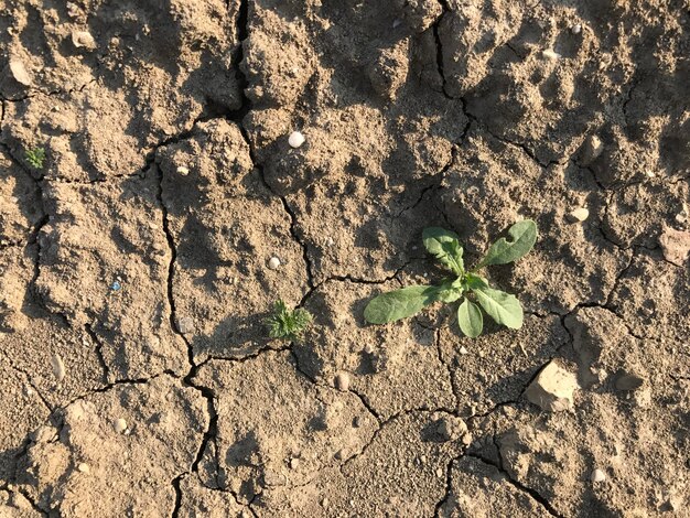 Close-up shot of eroded topsoil on farmland, showing visible signs of degradation (cracking, nutrient depletion). In the background, a deforested hillside can be seen. The image should highlight the immediate effects of deforestation on soil quality.