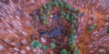Deforestation & Carbon Sequestration: Are US Forests Declining? - Cover Image