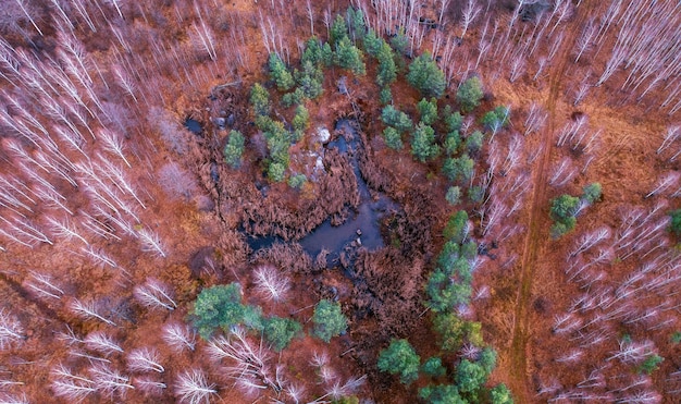 Deforestation & Carbon Sequestration: Are US Forests Declining?