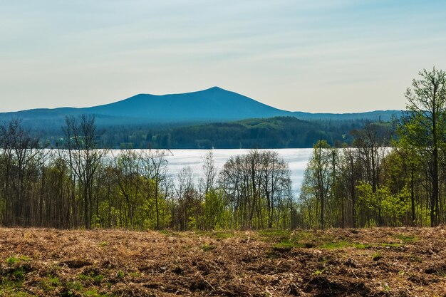 A before-and-after landscape comparison: on one side, a dense, healthy forest, and on the other side, a clear-cut area post-logging with felled trees and barren ground, illustrating the immediate impact of deforestation.