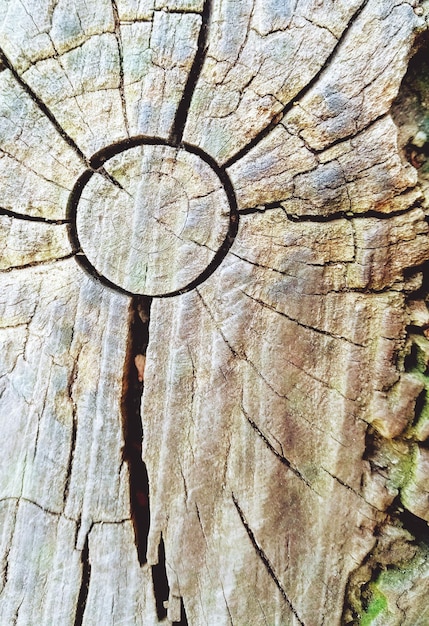 A close-up shot of tree rings in a freshly cut tree stump, emphasizing the concept of long-term carbon storage within the wood. The rings are clearly visible, showing different growth periods and carbon sequestration rates over time.
