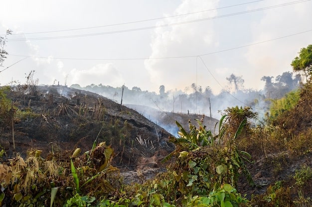 Deforestation & Zoonotic Diseases in the US: Assessing the Risk