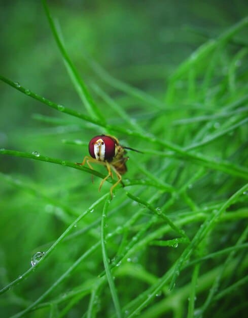 A close-up of a tick on a blade of grass, representing Lyme disease and other tick-borne illnesses.