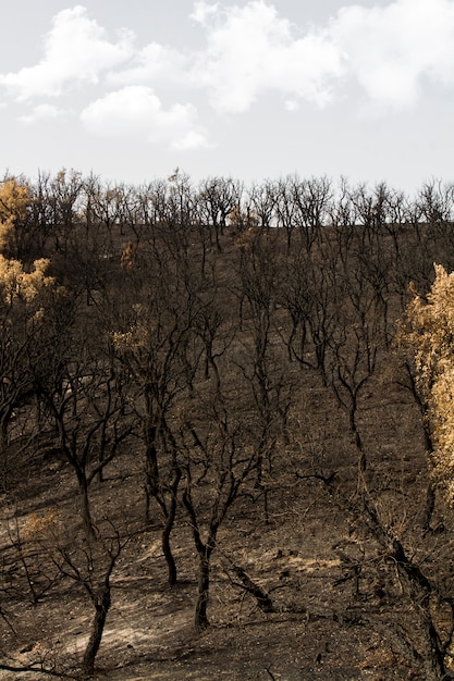 A split image showing a healthy forest on one side and a deforested area affected by drought on the other, highlighting the impact of climate change.