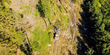 Deforestation Crisis: Impact on US Bird Populations - Cover Image