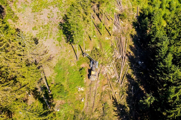 Deforestation Crisis: Impact on US Bird Populations