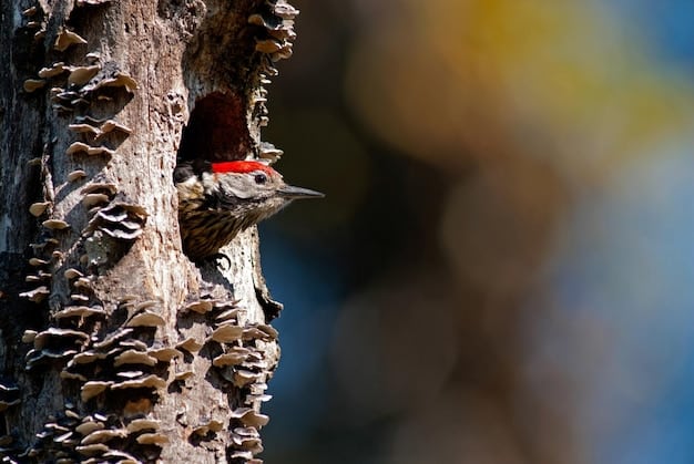 A close-up shot of a Pileated Woodpecker perched on a dead tree in a deforested area, emphasizing the bird's struggle to find suitable habitat amidst the destruction.