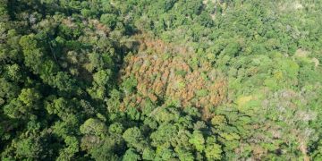 Deforestation and Climate Change: US Policies for a Greener Future - Cover Image