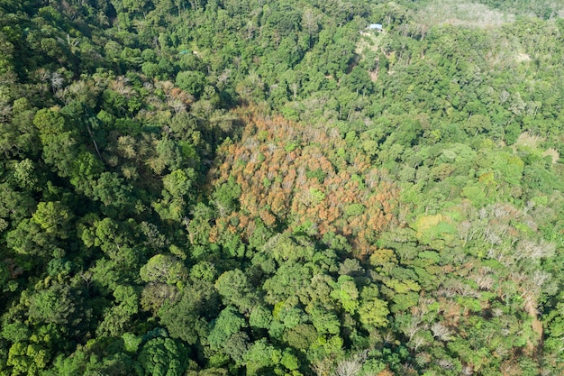 Deforestation and Climate Change: US Policies for a Greener Future