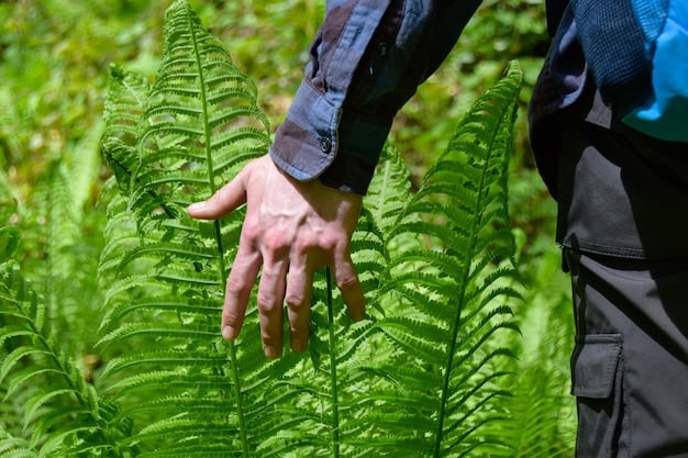An image showing a US National Forest, showcasing sustainable forestry practices such as selective logging and reforestation efforts. The image should portray a healthy, managed forest ecosystem.