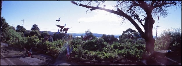 A split image showing a healthy, diverse forest on one side and a barren, deforested landscape on the other, highlighting the contrast in pollinator habitat and food availability.