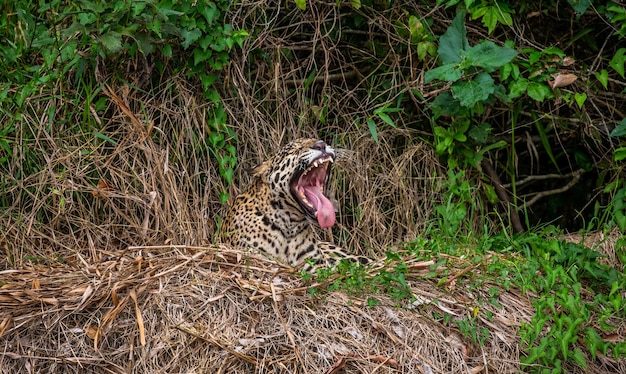 Photograph of a Florida Panther in its natural habitat within a protected area. The image captures the panther in a dense, tropical forest, emphasizing its role as an apex predator and the importance of habitat connectivity for its survival. The lighting should highlight the panther's coat and muscular build.