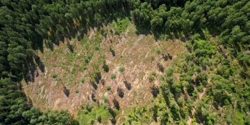 Deforestation and Traditional Medicine Loss: US Research Insights - Cover Image