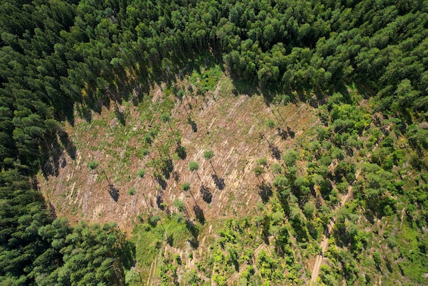 Deforestation and Traditional Medicine Loss: US Research Insights