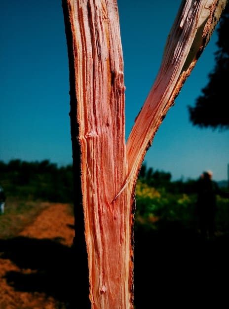A close-up shot of Prunus africana bark, highlighting the medicinal properties of the tree. The image serves as an example of specific medicinal plant loss due to deforestation.