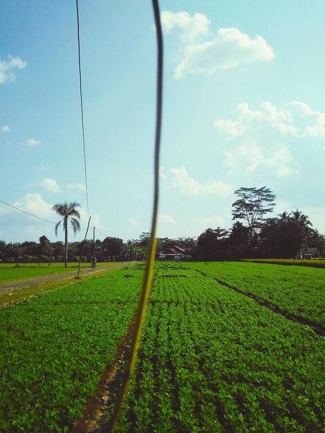 A before-and-after image showing a healthy, productive farmland with lush crops and adequate water supply, contrasted with a barren, dried-up field with withered crops and cracked soil, symbolizing the impact of deforestation and water scarcity on agricultural productivity.