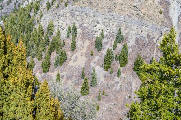 Deforestation & Landslides: Are US Mountain Towns Ready?