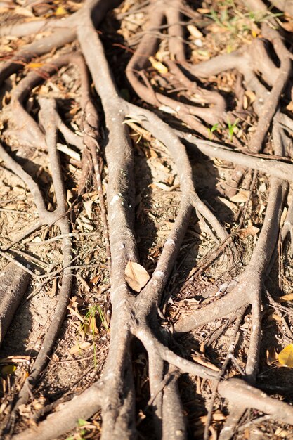Close-up of tree roots intertwined with soil, illustrating how root systems stabilize the ground and prevent erosion and landslides. The image shows the density and depth of the root network.