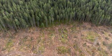 Deforestation and Pests: A Looming Threat to US Timber - Cover Image