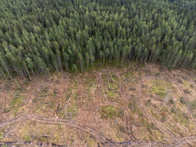 Deforestation and Pests: A Looming Threat to US Timber
