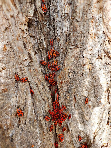 A close-up shot of a tree severely infested by bark beetles, showing the visible damage and signs of infestation. The image should highlight the destructive impact of forest pests on individual trees and the surrounding forest ecosystem.