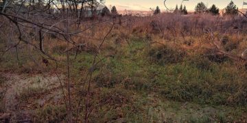 Deforestation & US Tourism: Impact on Recreational Areas - Cover Image
