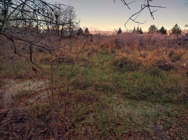 Deforestation & US Tourism: Impact on Recreational Areas