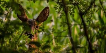 Endangered Species Act in 2025: Impacts on Wildlife Conservation - Cover Image