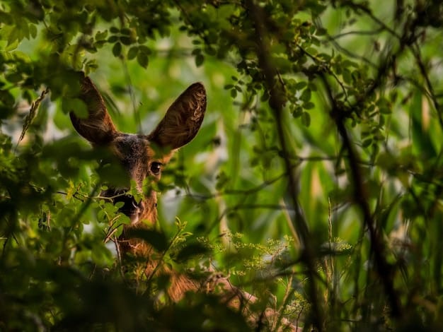 Endangered Species Act in 2025: Impacts on Wildlife Conservation
