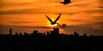 Light Pollution's Impact: New Study on Bird Migration in the US - Cover Image
