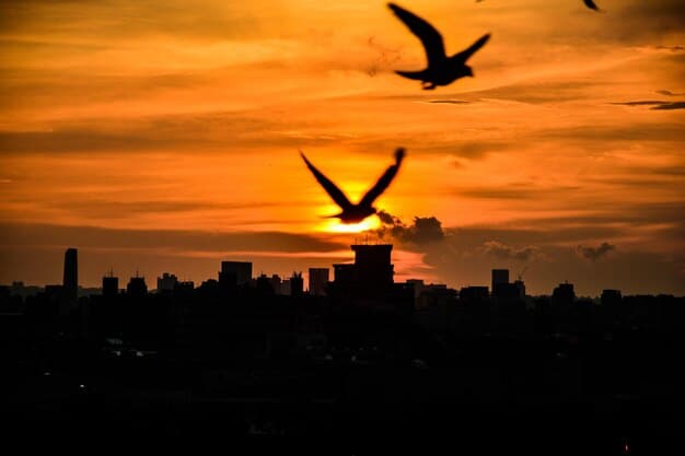 Light Pollution’s Impact: New Study on Bird Migration in the US