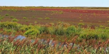 Wildlife Conservation: Protecting Habitats on Private Lands - Cover Image
