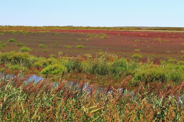 Wildlife Conservation: Protecting Habitats on Private Lands