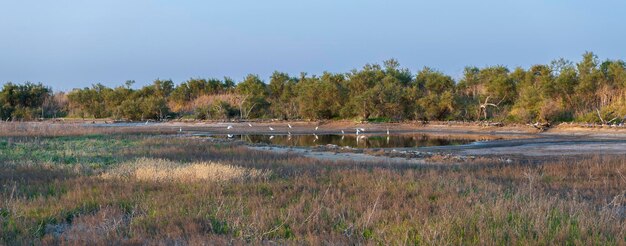 A panoramic view of a restored wetland on private land, with diverse plant life, waterfowl, and other wetland-dependent species visible. The image should convey the success of habitat management efforts.