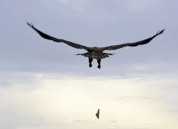A bald eagle soaring through the sky, symbolizing the protection afforded to endangered species under federal laws like the Endangered Species Act. The background should be a clear blue sky with scattered clouds.