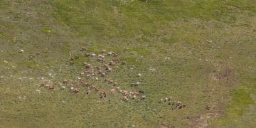 Financial Incentives for Landowners: Wildlife Conservation Programs Guide - Cover Image