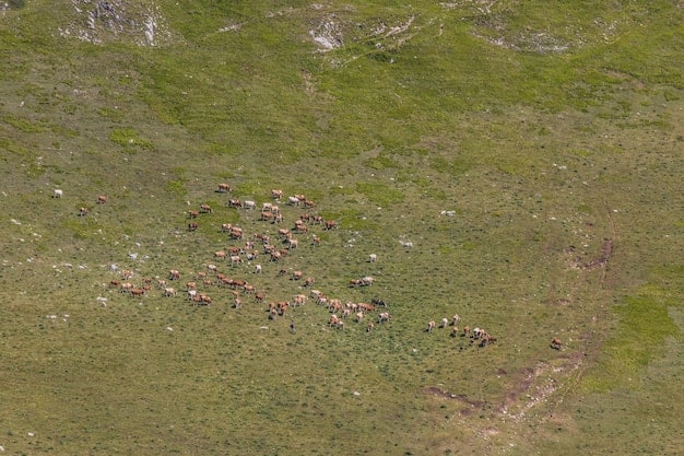 Financial Incentives for Landowners: Wildlife Conservation Programs Guide